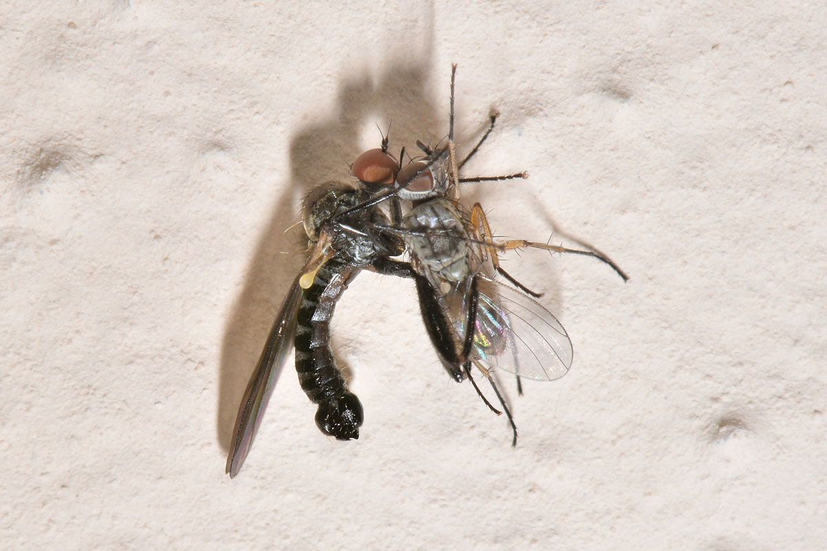 Hybotidae: Hybos sp.?  Sì !